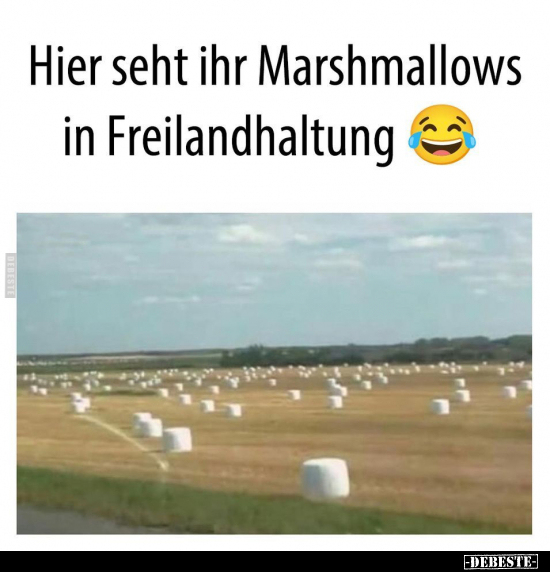 Hier seht ihr Marshmallows in Freilandhaltung.. - Lustige Bilder | DEBESTE.de