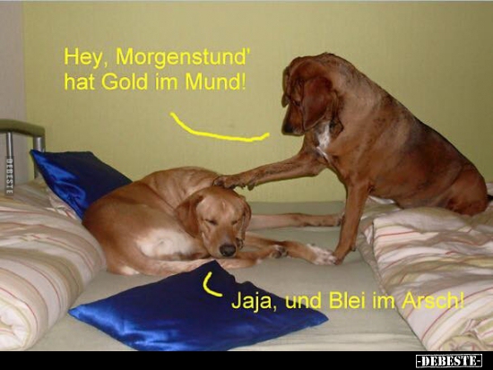 Hey, Morgenstund' hat Gold im Mund!.. - Lustige Bilder | DEBESTE.de