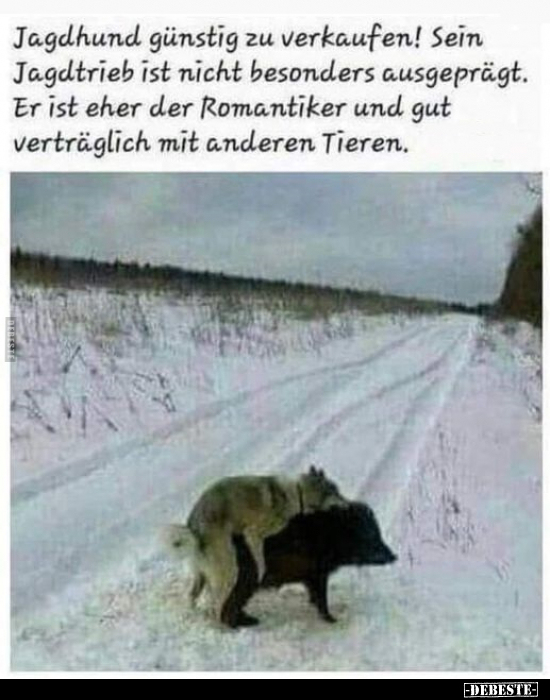 Jagdhund günstig zu verkaufen!.. - Lustige Bilder | DEBESTE.de