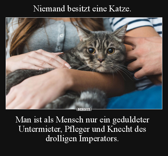 Niemand besitzt eine Katze.. - Lustige Bilder | DEBESTE.de