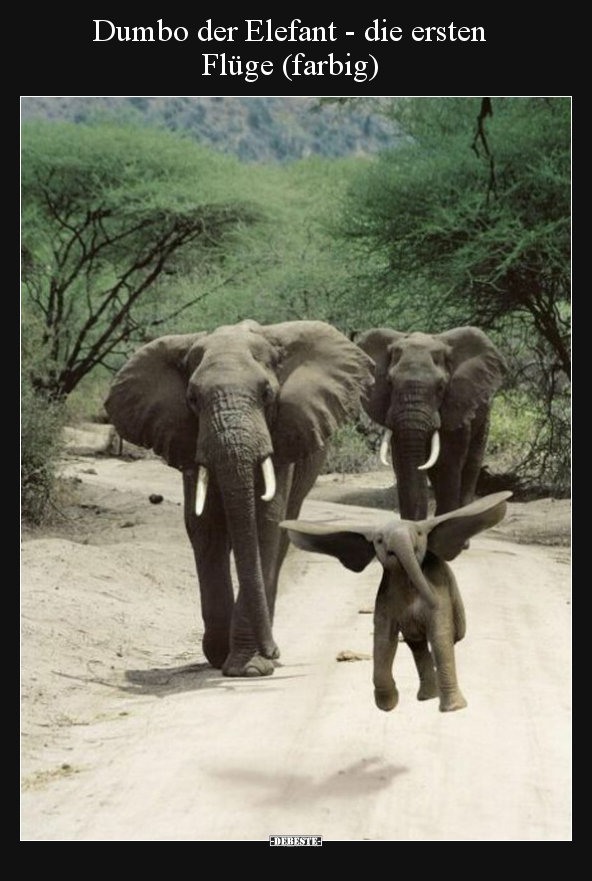 Dumbo der Elefant - die ersten Flüge (farbig).. - Lustige Bilder | DEBESTE.de