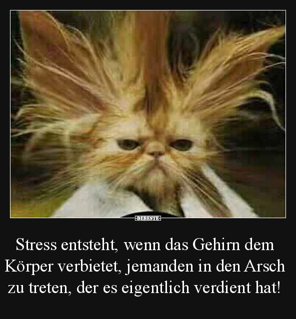 Stress Entsteht Wenn Das Gehirn Dem K rper Verbietet Lustige 