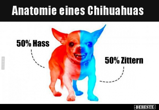 Anatomie eines Chihuahuas.. - Lustige Bilder | DEBESTE.de