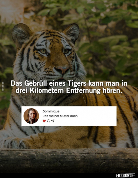 Das Gebrüll eines Tigers kann man in drei Kilometern.. - Lustige Bilder | DEBESTE.de