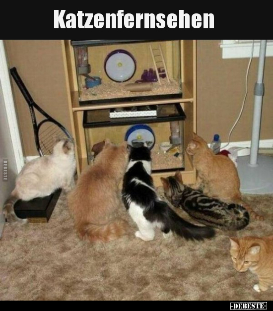 Katzenfernsehen.. - Lustige Bilder | DEBESTE.de