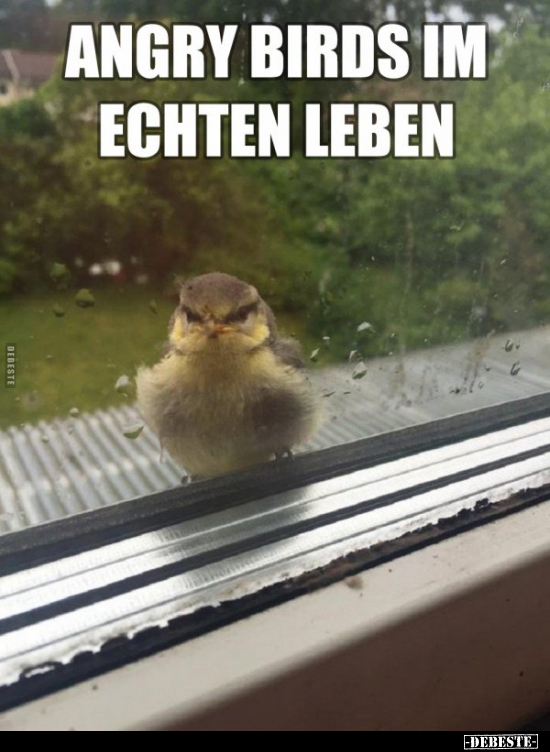Angry Birds im echten Leben.. - Lustige Bilder | DEBESTE.de