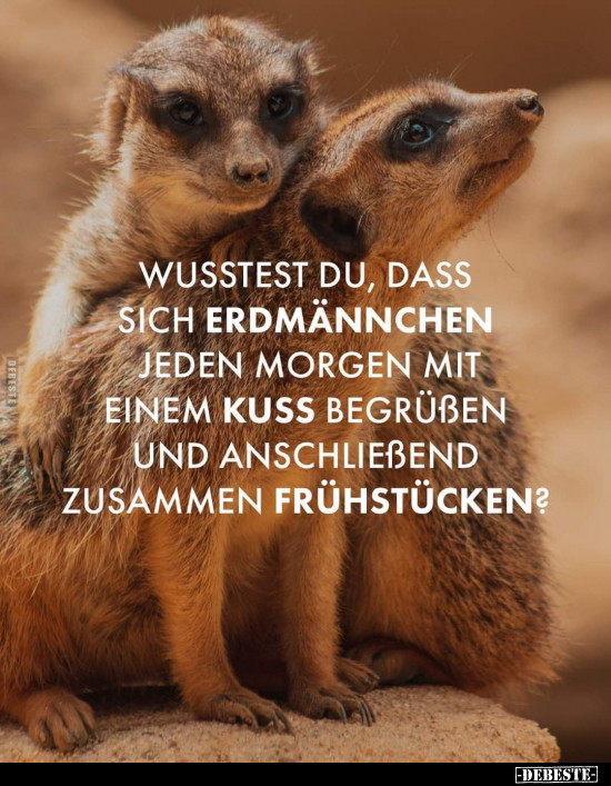 Wusstest du, dass sich Erdmännchen jeden Morgen mit einem.. - Lustige Bilder | DEBESTE.de