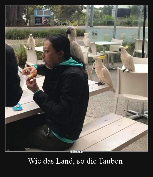 Wie das Land, so die Tauben.. - Lustige Bilder | DEBESTE.de