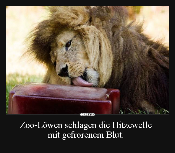 Zoo-Löwen schlagen die Hitzewelle mit gefrorenem Blut... - Lustige Bilder | DEBESTE.de