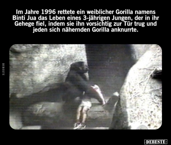 Im Jahre 1996 rettete ein weiblicher Gorilla namens Binti.. - Lustige Bilder | DEBESTE.de