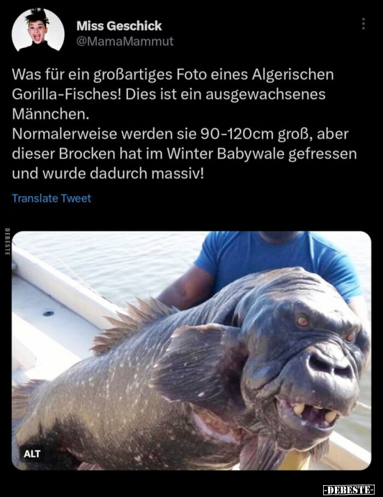 Was für ein großartiges Foto eines Algerischen Gorilla-Fisches.. - Lustige Bilder | DEBESTE.de