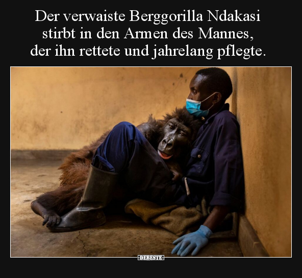 Der verwaiste Berggorilla Ndakasi stirbt in den Armen des.. - Lustige Bilder | DEBESTE.de