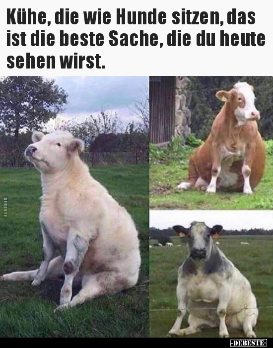 Kühe, die wie Hunde sitzen, das ist die beste Sache, die du.. - Lustige Bilder | DEBESTE.de