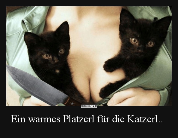 Ein warmes Platzerl für die Katzerl.. - Lustige Bilder | DEBESTE.de