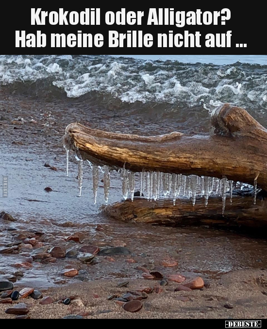 Krokodil oder Alligator? Hab meine Brille nicht auf.. - Lustige Bilder | DEBESTE.de