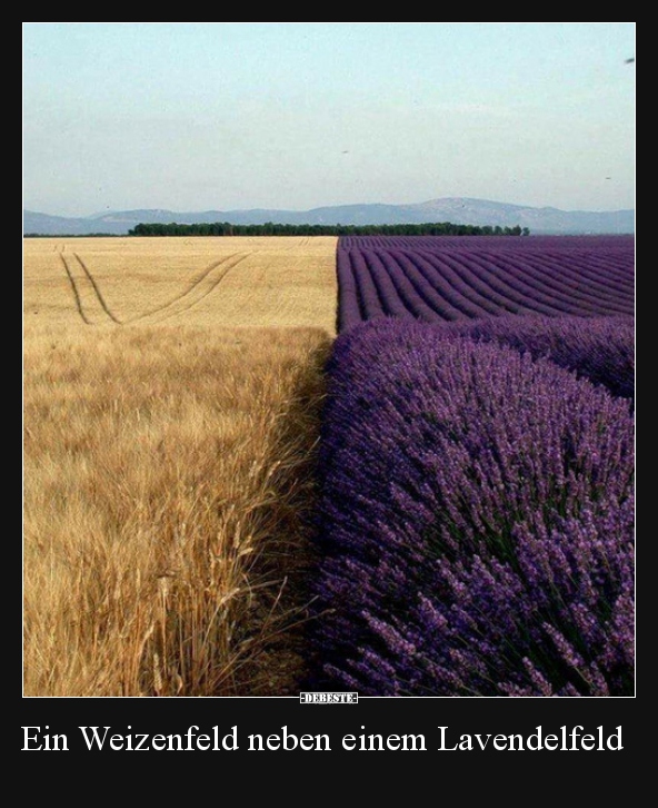 Ein Weizenfeld neben einem Lavendelfeld.. - Lustige Bilder | DEBESTE.de