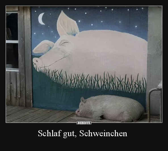 Schlaf gut, Schweinchen.. - Lustige Bilder | DEBESTE.de