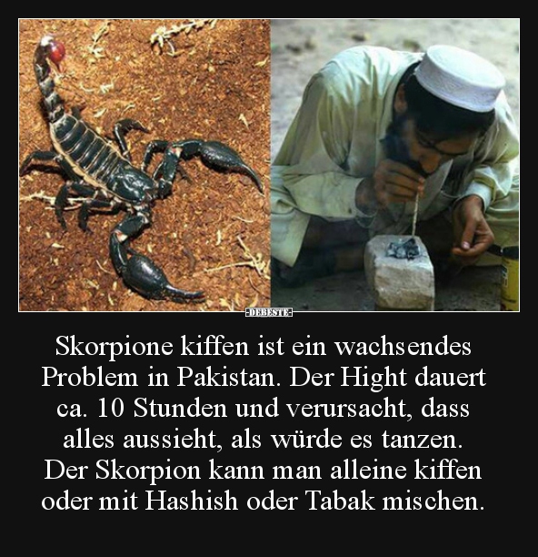 Skorpione kiffen ist ein wachsendes Problem in Pakistan... - Lustige Bilder | DEBESTE.de