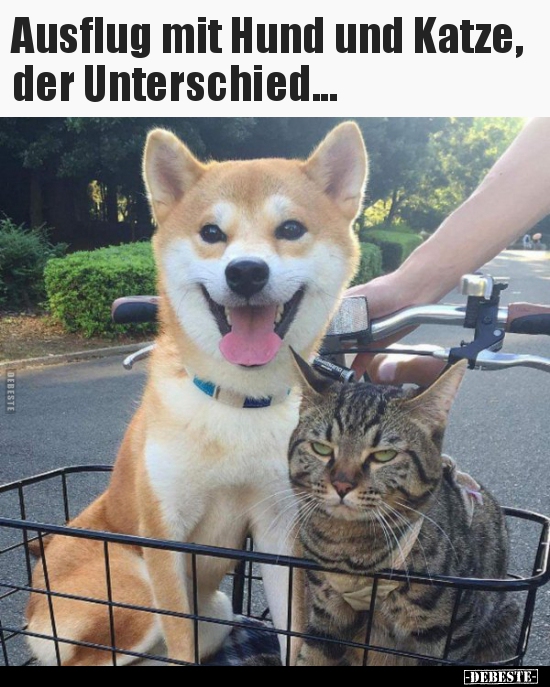Ausflug mit Hund und Katze, der Unterschied... - Lustige Bilder | DEBESTE.de