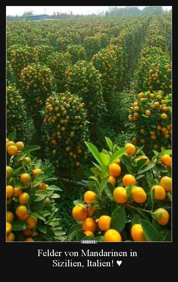 Felder von Mandarinen in Sizilien, Italien! ♥.. - Lustige Bilder | DEBESTE.de