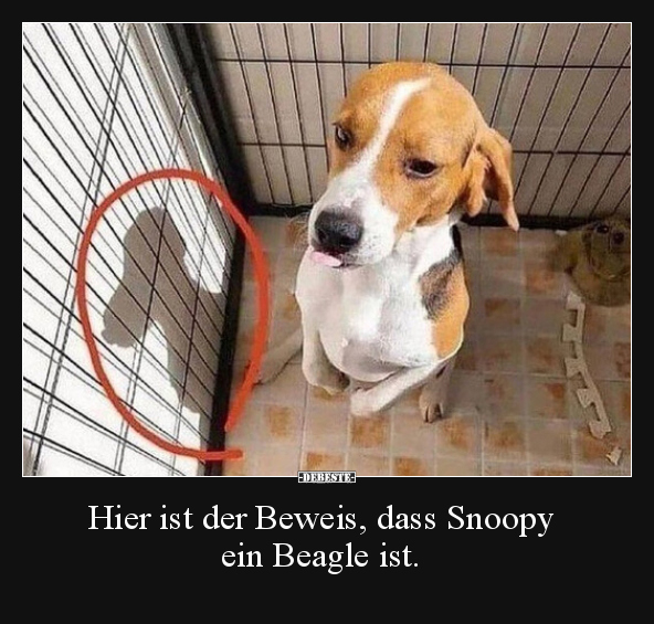 Hier ist der Beweis, dass Snoopy ein Beagle ist... - Lustige Bilder | DEBESTE.de