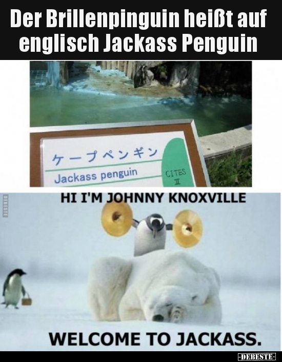 Der Brillenpinguin heißt auf englisch Jackass Penguin.. - Lustige Bilder | DEBESTE.de