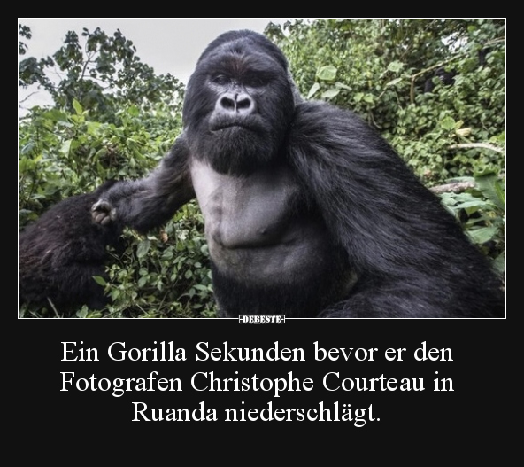 Ein Gorilla Sekunden bevor er den Fotografen Christophe.. - Lustige Bilder | DEBESTE.de