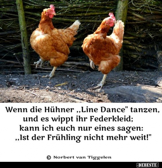 Wenn die Hühner "Line Dance" tanzen, und es wippt ihr.. - Lustige Bilder | DEBESTE.de