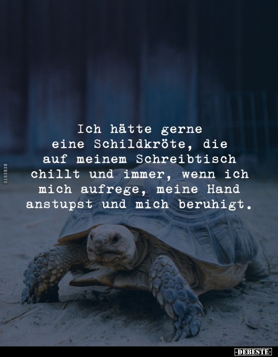Ich hätte gerne eine Schildkröte.. - Lustige Bilder | DEBESTE.de