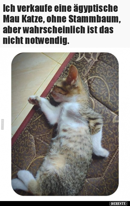 Ich verkaufe eine ägyptische Mau Katze, ohne Stammbaum.. - Lustige Bilder | DEBESTE.de