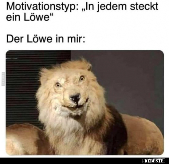 Motivationstyp: "In jedem steckt ein Löwe".. - Lustige Bilder | DEBESTE.de