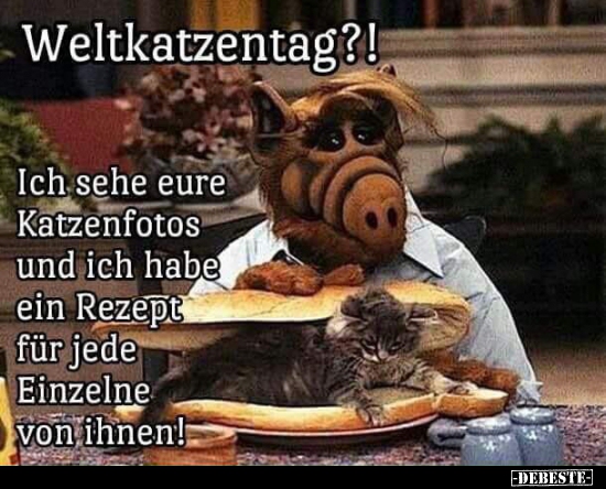 Weltkatzentag? - Lustige Bilder | DEBESTE.de