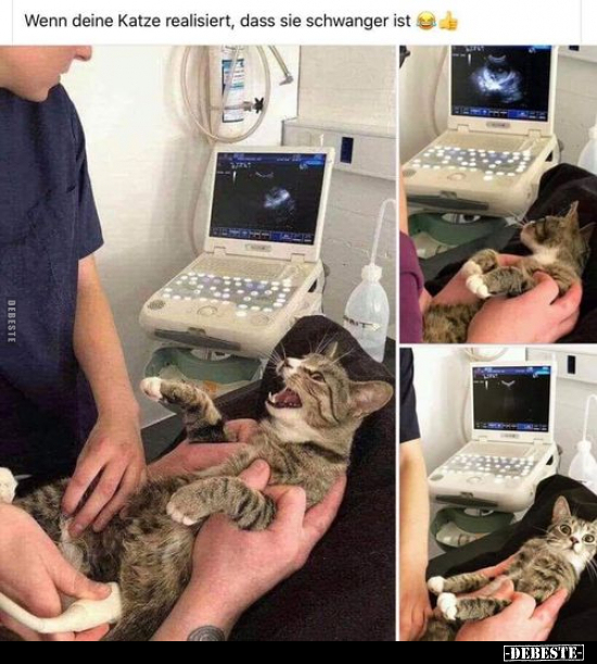 Wenn deine Katze realisiert, dass sie schwanger ist ☺.. - Lustige Bilder | DEBESTE.de