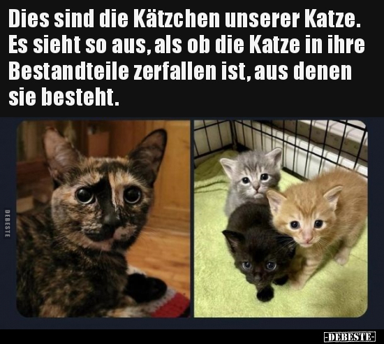 Dies sind die Kätzchen unserer Katze. Es sieht so aus, als.. - Lustige Bilder | DEBESTE.de