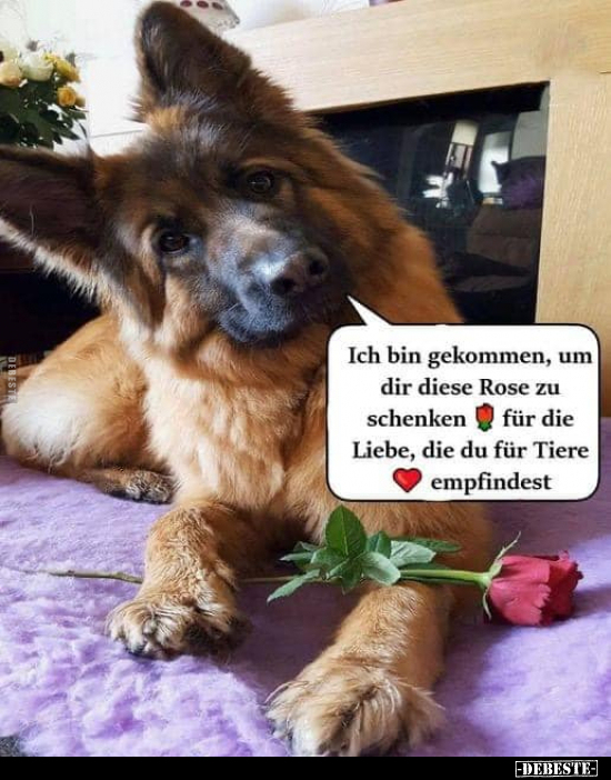 Ich bin gekommen, um dir diese Rose zu schenken.. - Lustige Bilder | DEBESTE.de