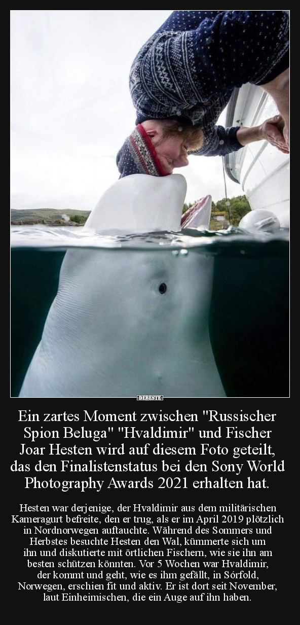 Ein zartes Moment zwischen "Russischer Spion Beluga".. - Lustige Bilder | DEBESTE.de
