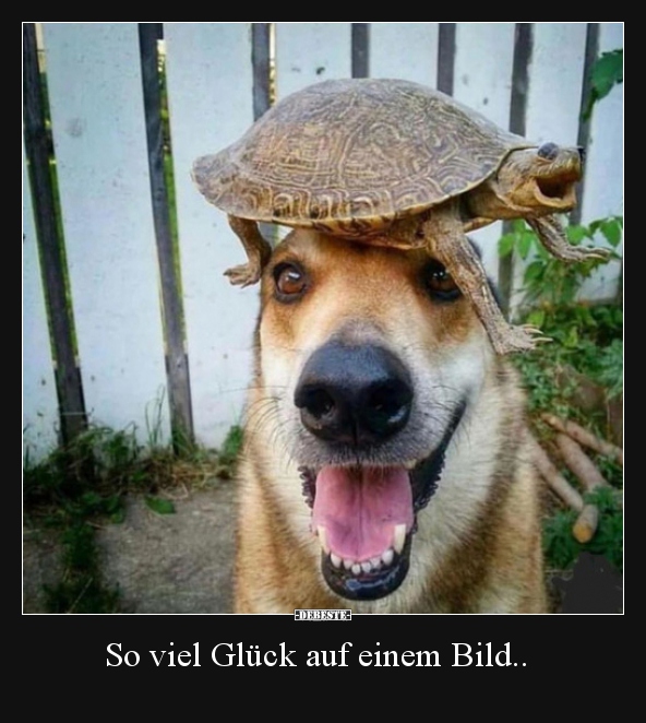 So viel Glück auf einem Bild.. - Lustige Bilder | DEBESTE.de