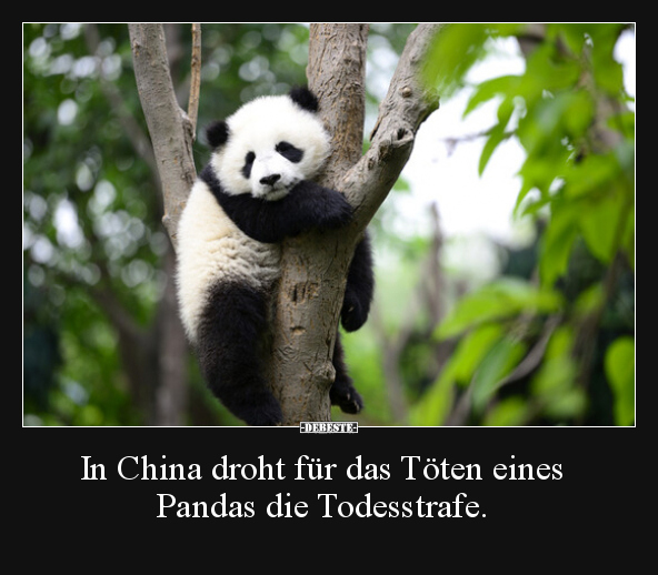 In China droht für das Töten eines Pandas die.. - Lustige Bilder | DEBESTE.de