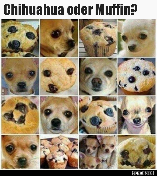 Chihuahua oder Muffin?.. - Lustige Bilder | DEBESTE.de