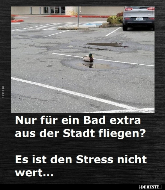 Nur für ein Bad extra aus der Stadt fliegen?.. - Lustige Bilder | DEBESTE.de