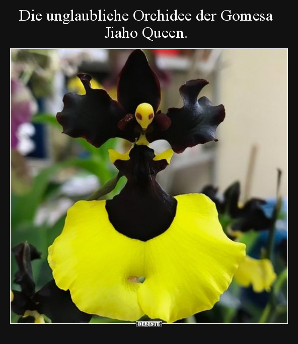 Die unglaubliche Orchidee der Gomesa Jiaho Queen... - Lustige Bilder | DEBESTE.de
