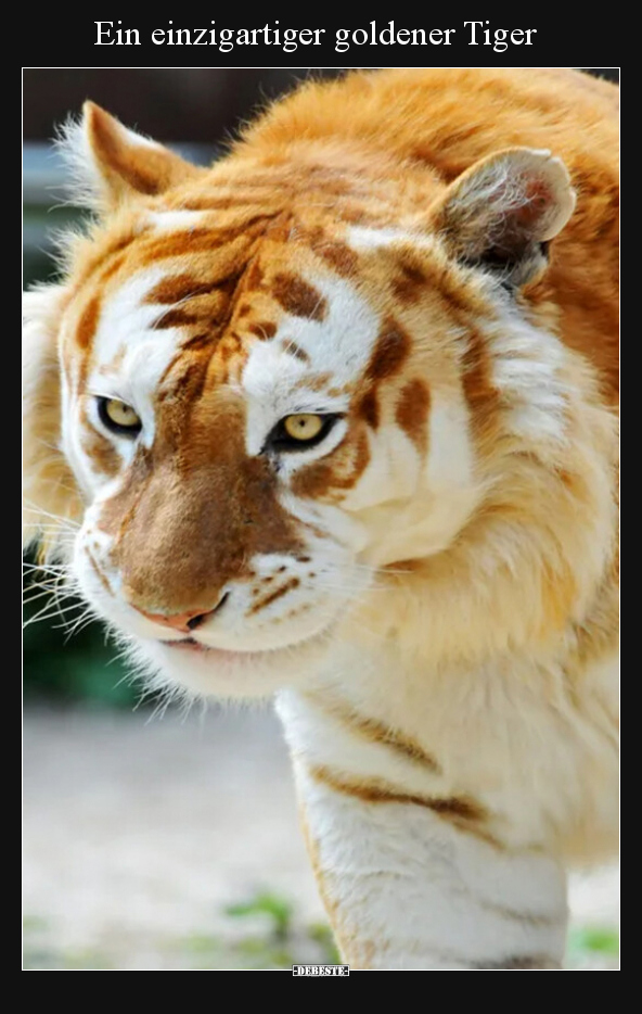 Ein einzigartiger goldener Tiger - Lustige Bilder | DEBESTE.de