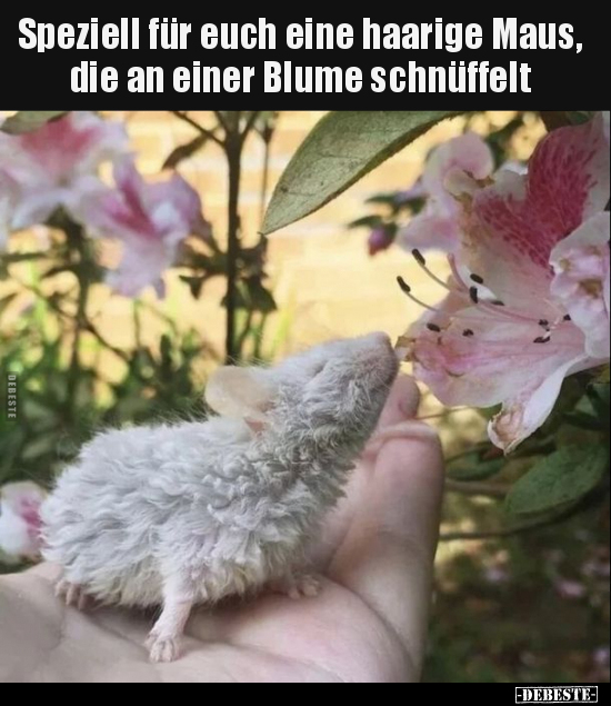 Speziell für euch eine haarige Maus, die an einer Blume.. - Lustige Bilder | DEBESTE.de