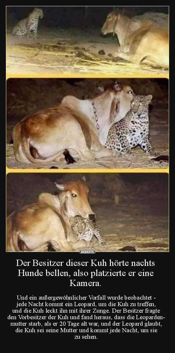 Der Besitzer dieser Kuh hörte nachts Hunde bellen, also.. - Lustige Bilder | DEBESTE.de