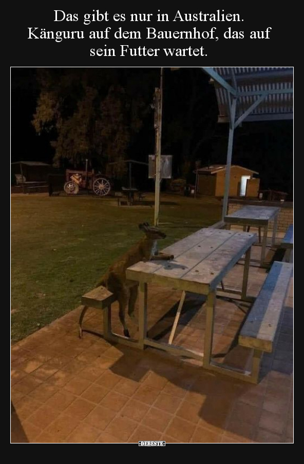 Das gibt es nur in Australien. Känguru auf dem Bauernhof.. - Lustige Bilder | DEBESTE.de