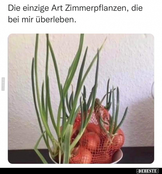 Die einzige Art Zimmerpflanzen, die bei mir überleben... - Lustige Bilder | DEBESTE.de