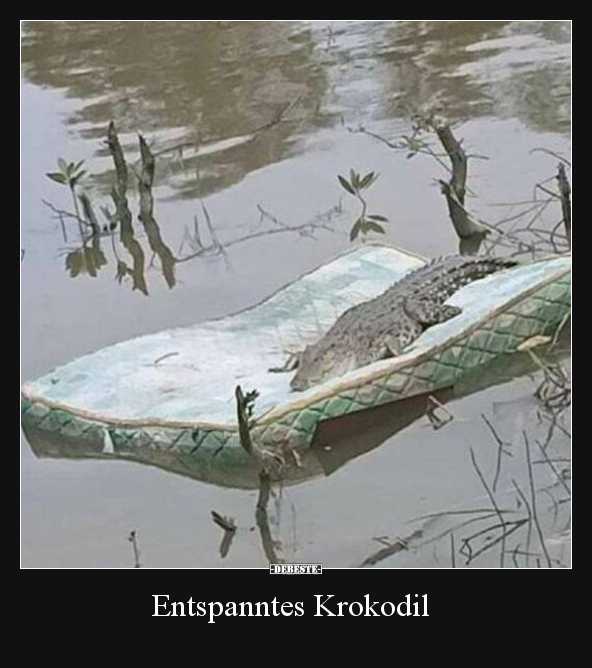 Entspanntes Krokodil.. - Lustige Bilder | DEBESTE.de