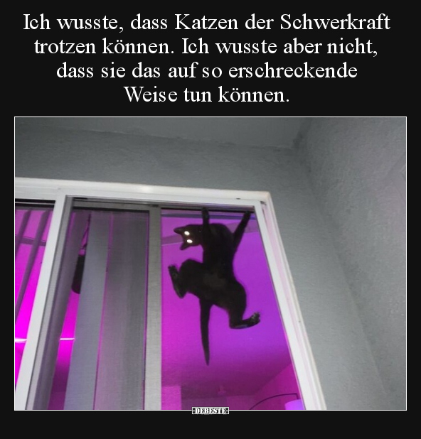 Ich wusste, dass Katzen der Schwerkraft trotzen können. Ich.. - Lustige Bilder | DEBESTE.de