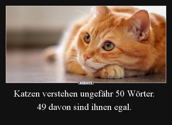 Katzen verstehen ungefähr 50 Wörter.. - Lustige Bilder | DEBESTE.de