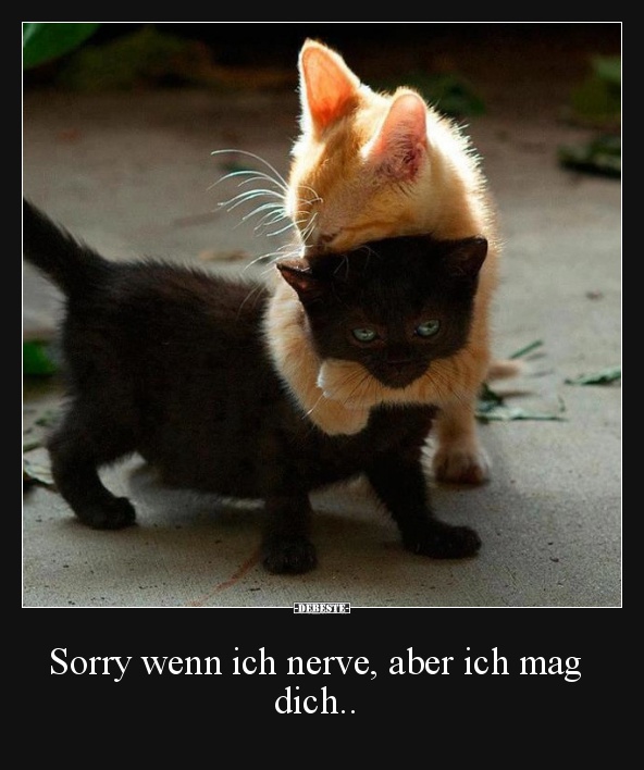 Sorry wenn ich nerve, aber ich mag dich.. - Lustige Bilder | DEBESTE.de